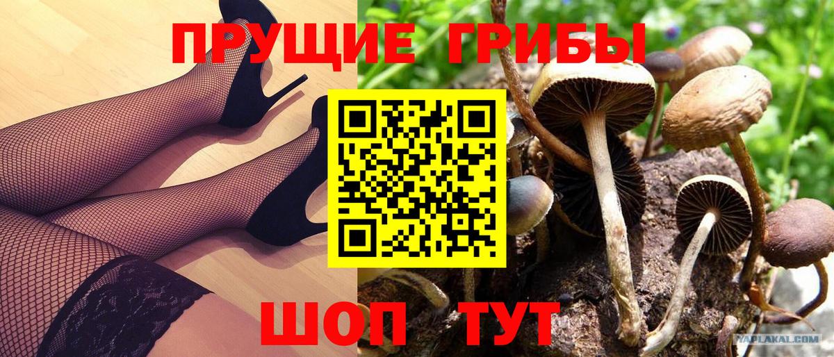 Псилоцибиновые грибы Cubensis  Вход с VPN  Лениногорск 